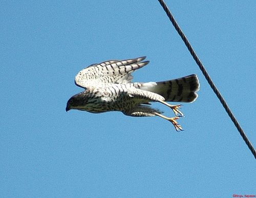 ����� ������������